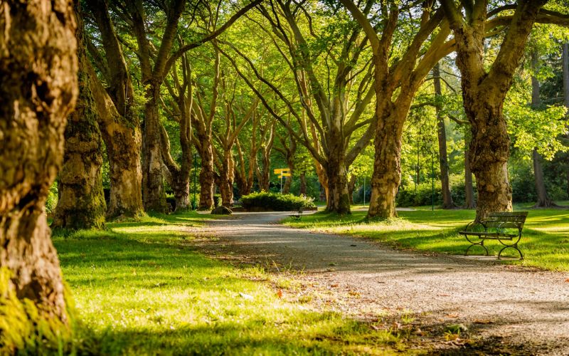 free family things to do in st louis